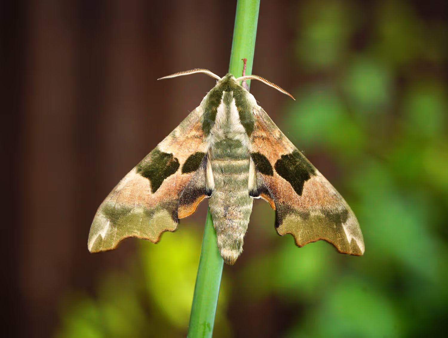 Photograph of a lime hawk-moth.